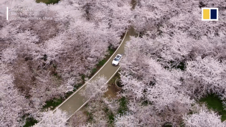 700.000 cây anh đào nở hoa đồng loạt giữa thời điểm dịch bệnh hoành hành - 1 700.000 cây anh đào nở hoa đồng loạt giữa thời điểm dịch bệnh hoành hành - 1