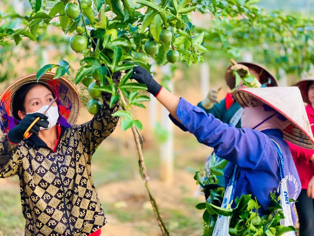Điện Biên đặt mục tiêu giảm tỷ lệ hộ nghèo còn 18,9% - 1 Điện Biên đặt mục tiêu giảm tỷ lệ hộ nghèo còn 18,9% - 1