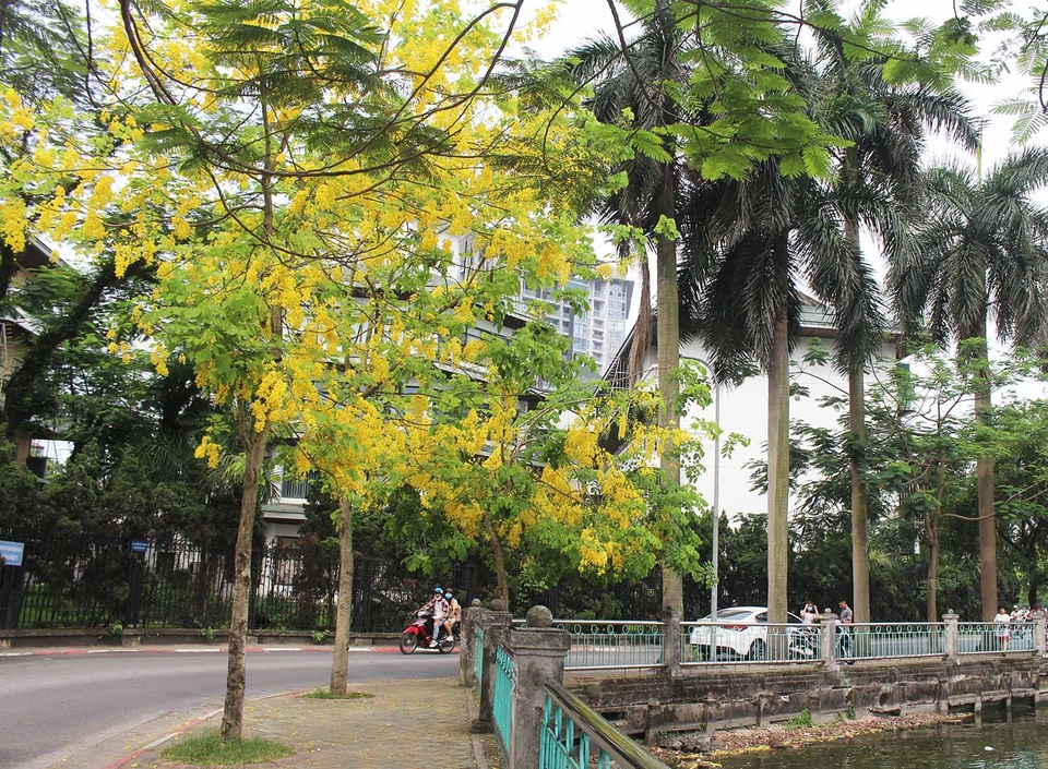 Rực rỡ sắc muồng Hoàng Yến, ngát hương thơm trong nắng hè Hà Nội - 10 Rực rỡ sắc muồng Hoàng Yến, ngát hương thơm trong nắng hè Hà Nội - 10