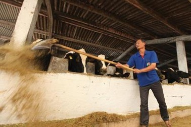 Nông dân đổ bỏ hàng tấn sữa tươi, DN chi tỷ đô nhập sữa nguyên liệu