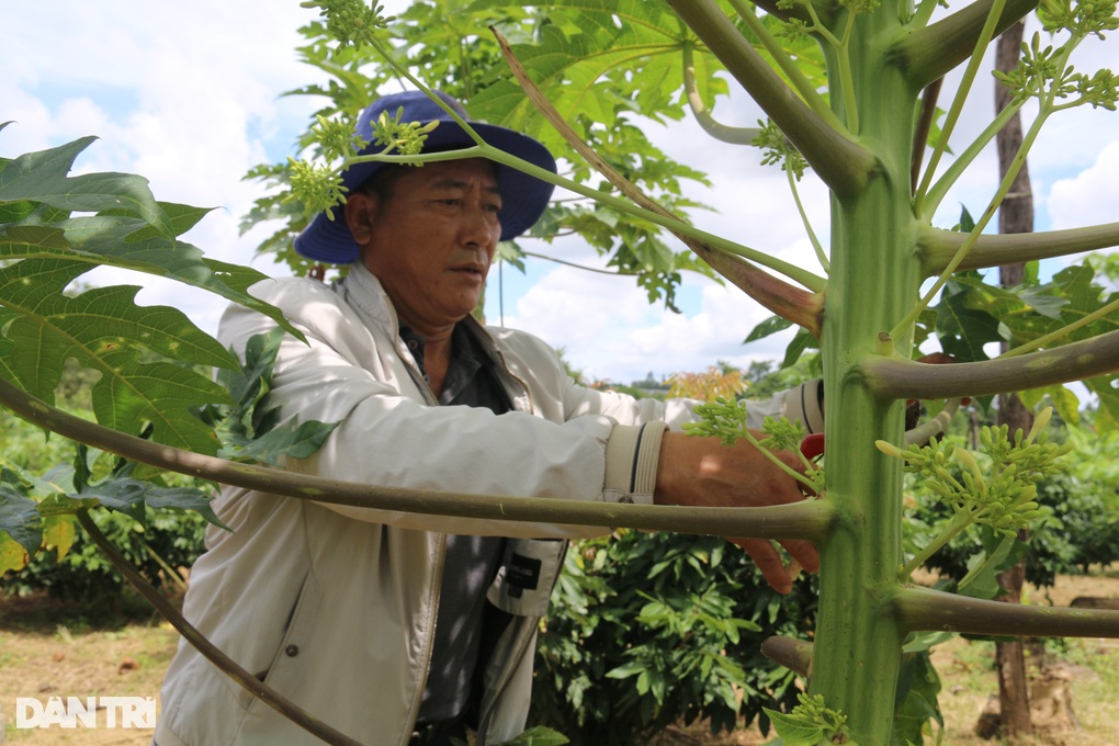 They invited each other to plant deaf papayas, but unexpectedly they earned money - 2