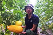 Từ Israel về, trai xứ Thanh làm giàu từ trồng dưa vàng công nghệ cao