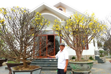 Ngắm vườn mai "vô giá" của lão nông dịp Tết