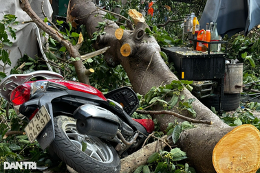 Cành cây đa cổ thụ đè sập nhà, một cô gái gãy tay