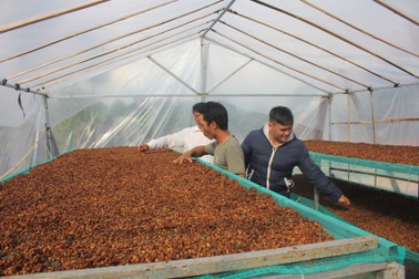 Cà phê “mất mùa, mất giá”, dân mày mò chế biến sản phẩm từ “A đến Z”