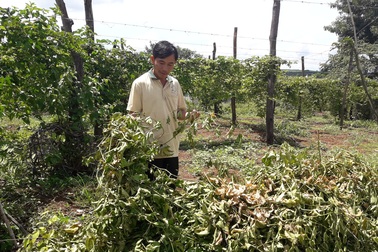 Vụ chanh dây không quả: Công ty hứa hoàn trả lại tiền cho nông dân