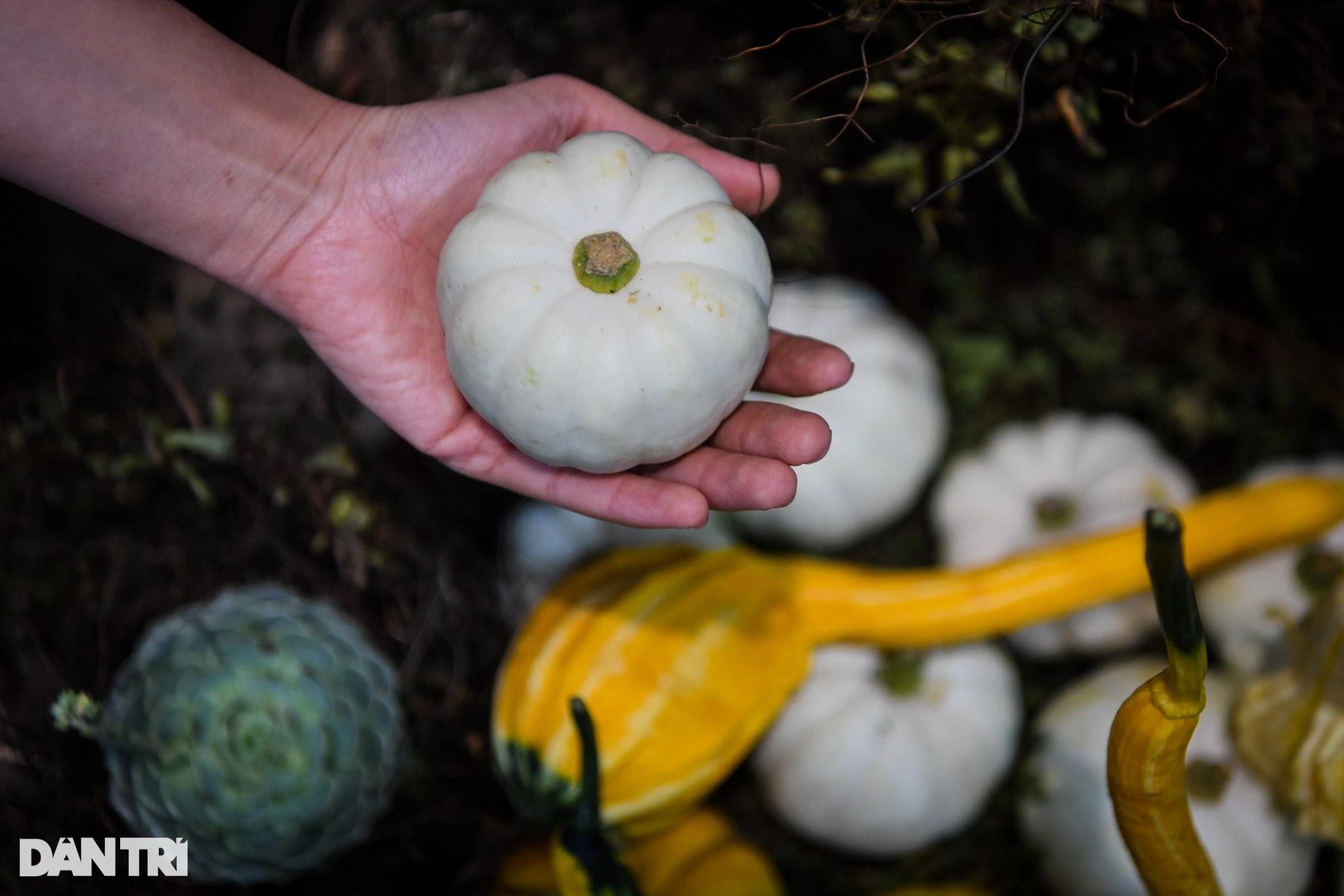 Người Hà Nội chi hàng chục triệu đồng sắm bí ngô khổng lồ chơi Halloween - 8 Người Hà Nội chi hàng chục triệu đồng sắm bí ngô khổng lồ chơi Halloween - 8