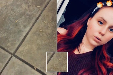 Phát hoảng khi thấy hàng trăm con giòi bò lổm ngổm trong phòng khách sạn