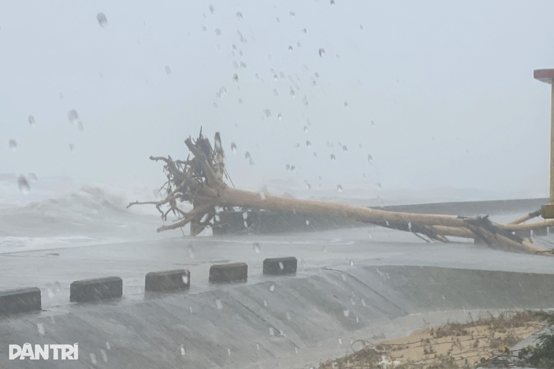 Rừng phòng hộ biến mất, sóng biển đe dọa khu dân cư - 5