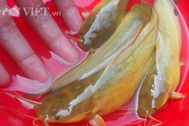 Đã mắt ngắm đàn cá vàng như nghệ, thu trăm triệu/năm