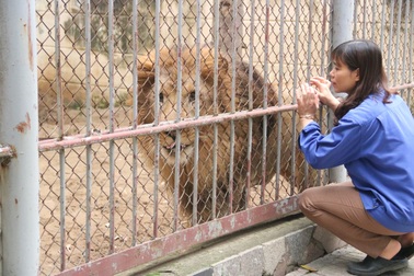 Một ngày làm việc của các "bảo mẫu" chăm sóc thú dữ