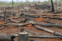 Phó Chủ tịch UBND tỉnh Đắk Nông chỉ đạo xử lý nghiêm vụ phá rừng