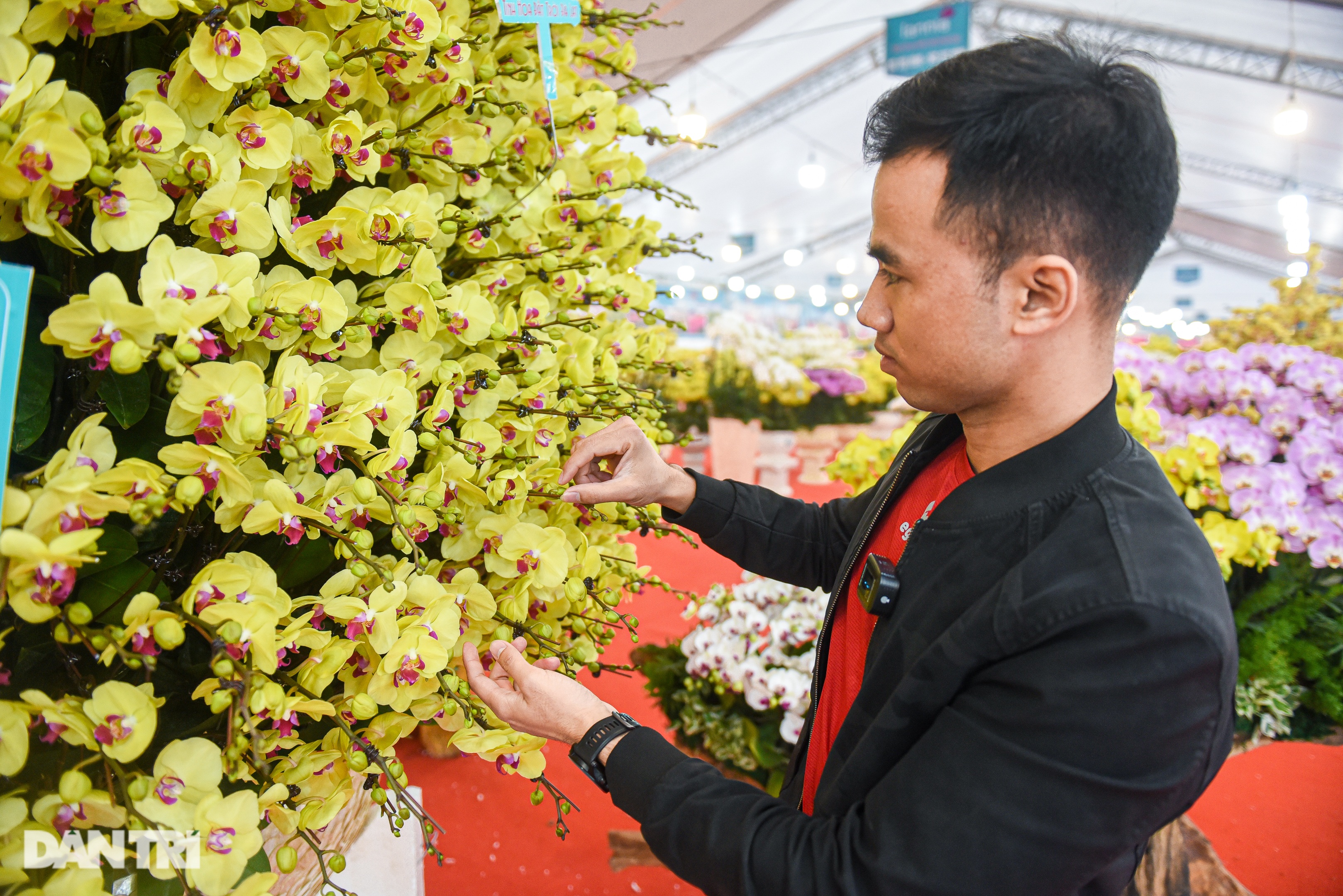 Chậu lan hồ điệp khổng lồ chào bán gần một tỷ đồng ở Hà Nội - 3 Chậu lan hồ điệp khổng lồ chào bán gần một tỷ đồng ở Hà Nội - 3