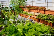 Gia đình Hải Phòng làm vườn "trốn dịch", trồng rau trái sạch ở sân thượng