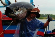 Làng biển thu 1.000 tỷ đồng mỗi năm nhờ đi săn loài cá "khủng"