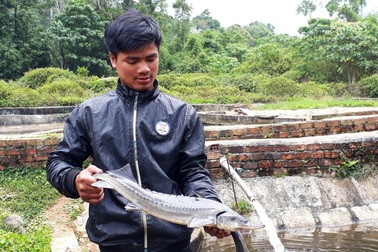 Cá tầm Việt “chết yểu” vì cá tầm Trung Quốc