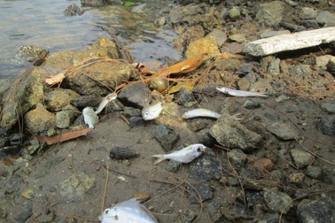 Cá chết, nổi lờ đờ tại dải nước màu vàng bất thường ở cảng Chân Mây