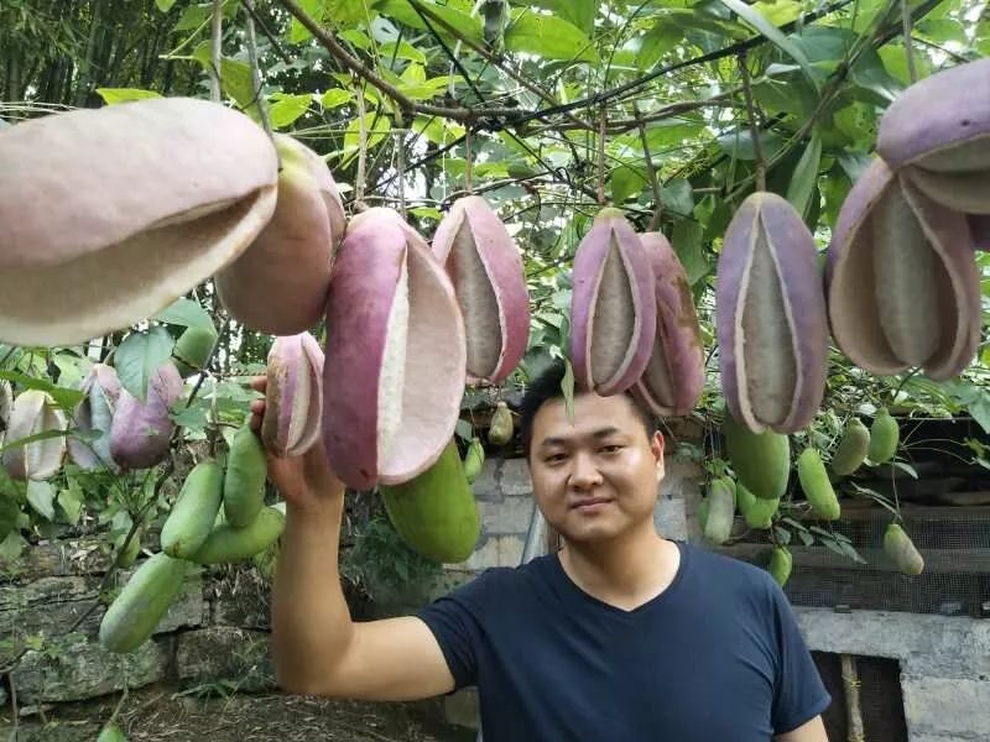 Cùng bạn bỏ vốn trồng cây lạ, chàng trai 30 tuổi làm giàu tại quê nhà - 3 Cùng bạn bỏ vốn trồng cây lạ, chàng trai 30 tuổi làm giàu tại quê nhà - 3