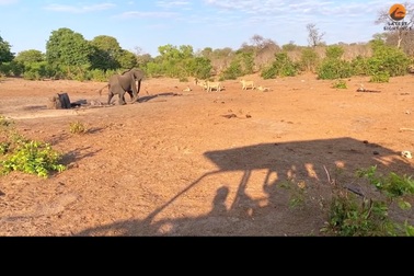 Voi mẹ cùng 2 con nhỏ bị đàn sư tử bao vây và cái kết