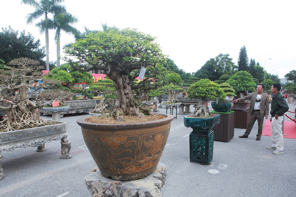 Chiêm ngưỡng cây mai chiếu thủy đoạt giải vàng có giá hơn 1 tỷ đồng - 1 Chiêm ngưỡng cây mai chiếu thủy đoạt giải vàng có giá hơn 1 tỷ đồng - 1