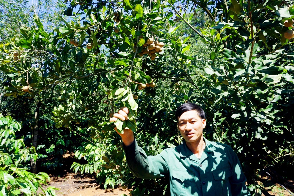 Nông dân vùng cao nguyên giàu lên nhờ trồng cây 3 sao - 3 Nông dân vùng cao nguyên giàu lên nhờ trồng cây 3 sao - 3