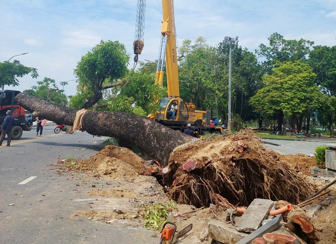 Di dời cây xà cừ hơn 100 năm tuổi tại TP Huế - 1 Di dời cây xà cừ hơn 100 năm tuổi tại TP Huế - 1