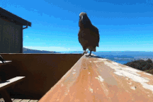 Vẹt lấy trộm máy quay rồi tự ghi cảnh tẩu thoát khỏi công viên