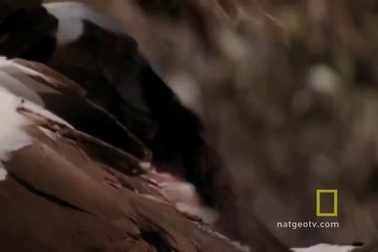 Cách chim sẻ Ma cà rồng tấn công con mồi.