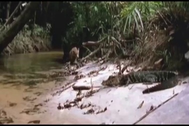 Chết cười với bài học đầu đời của báo đốm con