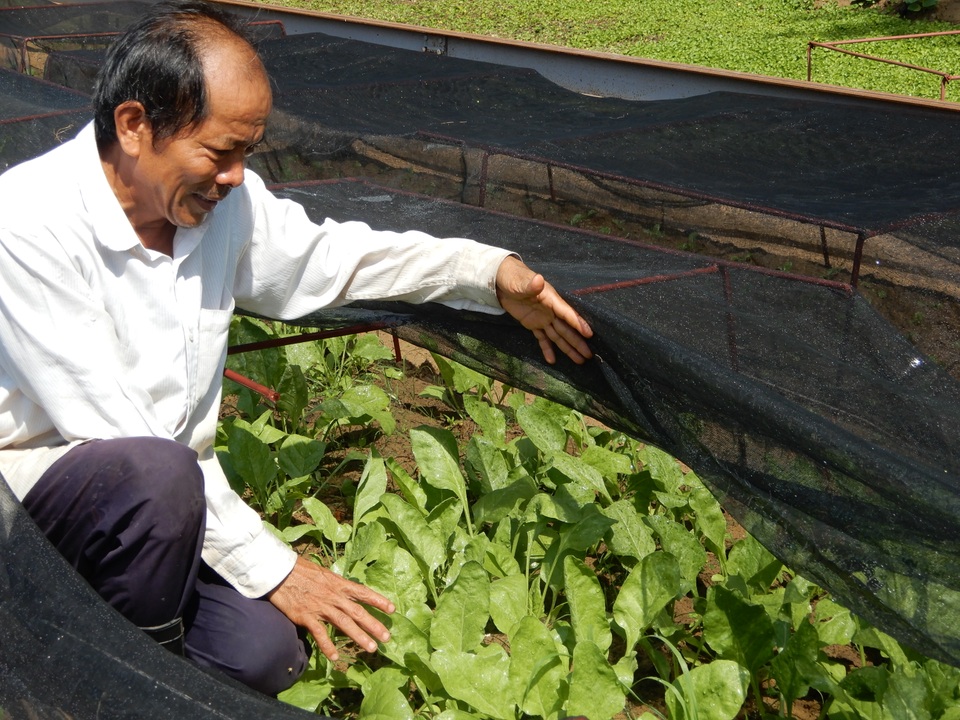 Khởi nghiệp trồng rau ở tuổi 50, bước đầu kỹ sư thu 15 triệu đồng/tháng - 3 Khởi nghiệp trồng rau ở tuổi 50, bước đầu kỹ sư thu 15 triệu đồng/tháng - 3