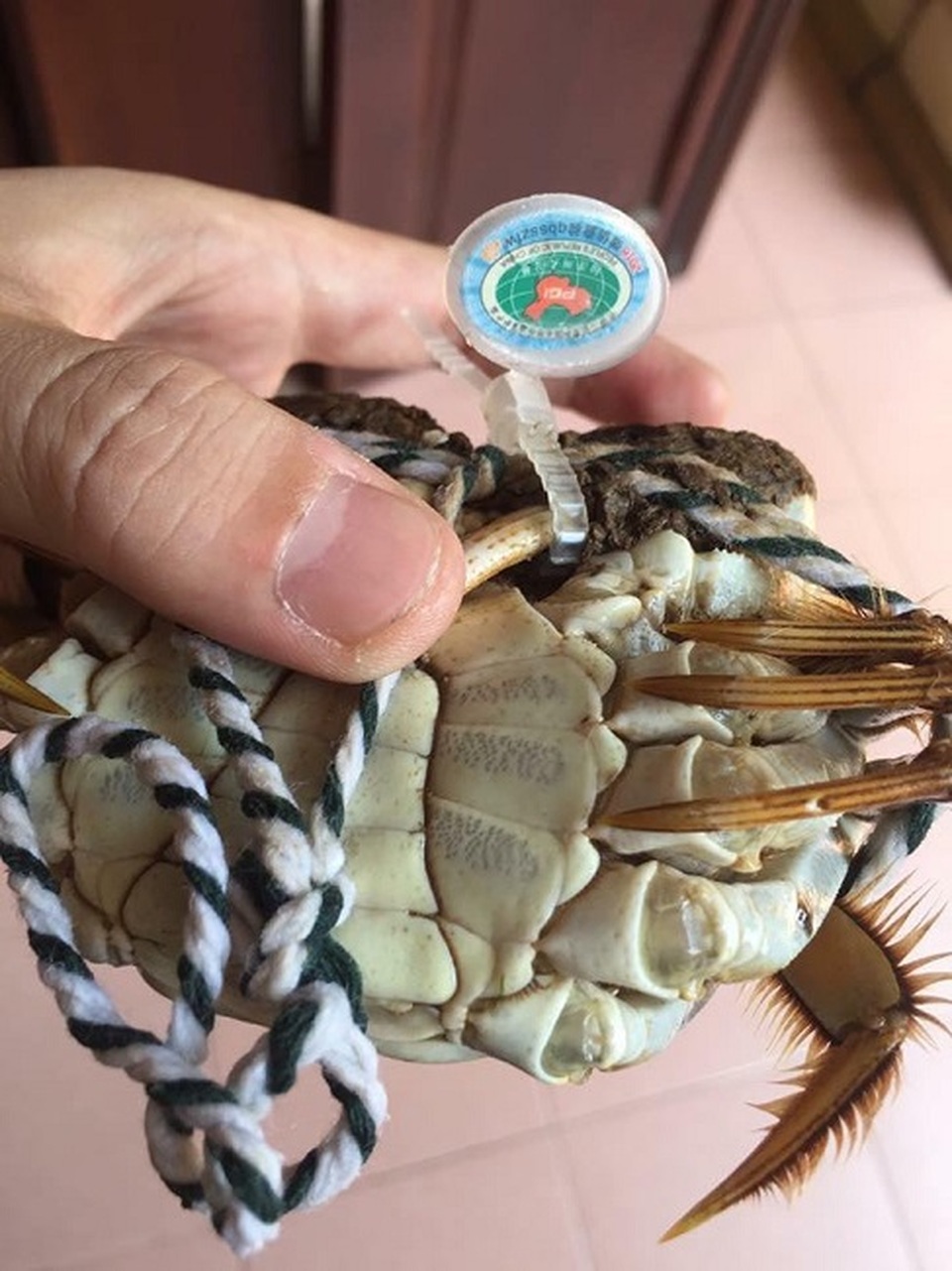 Loại cua “nhà giàu” bán tràn lan chỉ từ 45.000 đồng/con, tiểu thương “tiết lộ” sự thật - 4 Loại cua “nhà giàu” bán tràn lan chỉ từ 45.000 đồng/con, tiểu thương “tiết lộ” sự thật - 4