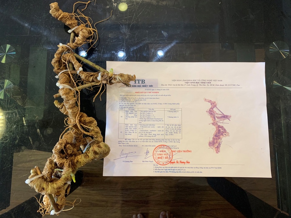 Chiêm ngưỡng “báu vật” Sâm Ngọc Linh rừng hơn 100 năm tuổi dáng rồng lượn - 6 Chiêm ngưỡng “báu vật” Sâm Ngọc Linh rừng hơn 100 năm tuổi dáng rồng lượn - 6