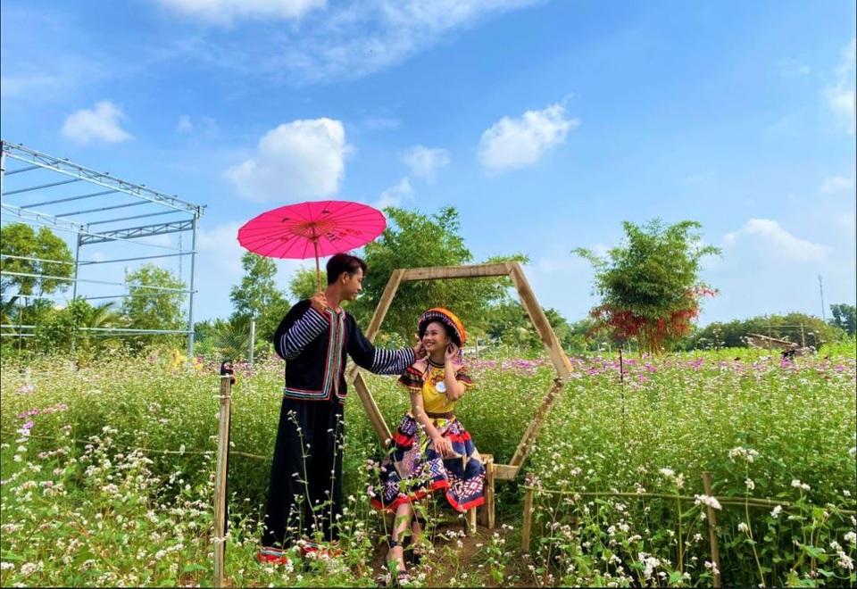 Chiêm ngưỡng vườn hoa tam giác mạch giữa đất Tây Đô - 6 Chiêm ngưỡng vườn hoa tam giác mạch giữa đất Tây Đô - 6