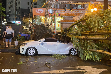 Hà Nội: Ba cây phượng bật gốc đổ, đè trúng 7 ô tỗ đỗ trên đường