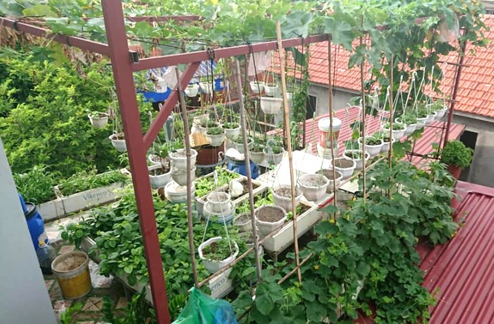 Chăm ba khu vườn sân thượng, 9X Hải Phòng có rau trái sạch dùng quanh năm - 10 Chăm ba khu vườn sân thượng, 9X Hải Phòng có rau trái sạch dùng quanh năm - 10