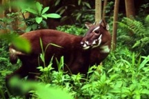 Huế tiếp nhận dự án bảo tồn loài động vật được mệnh danh "kỳ lân châu Á"