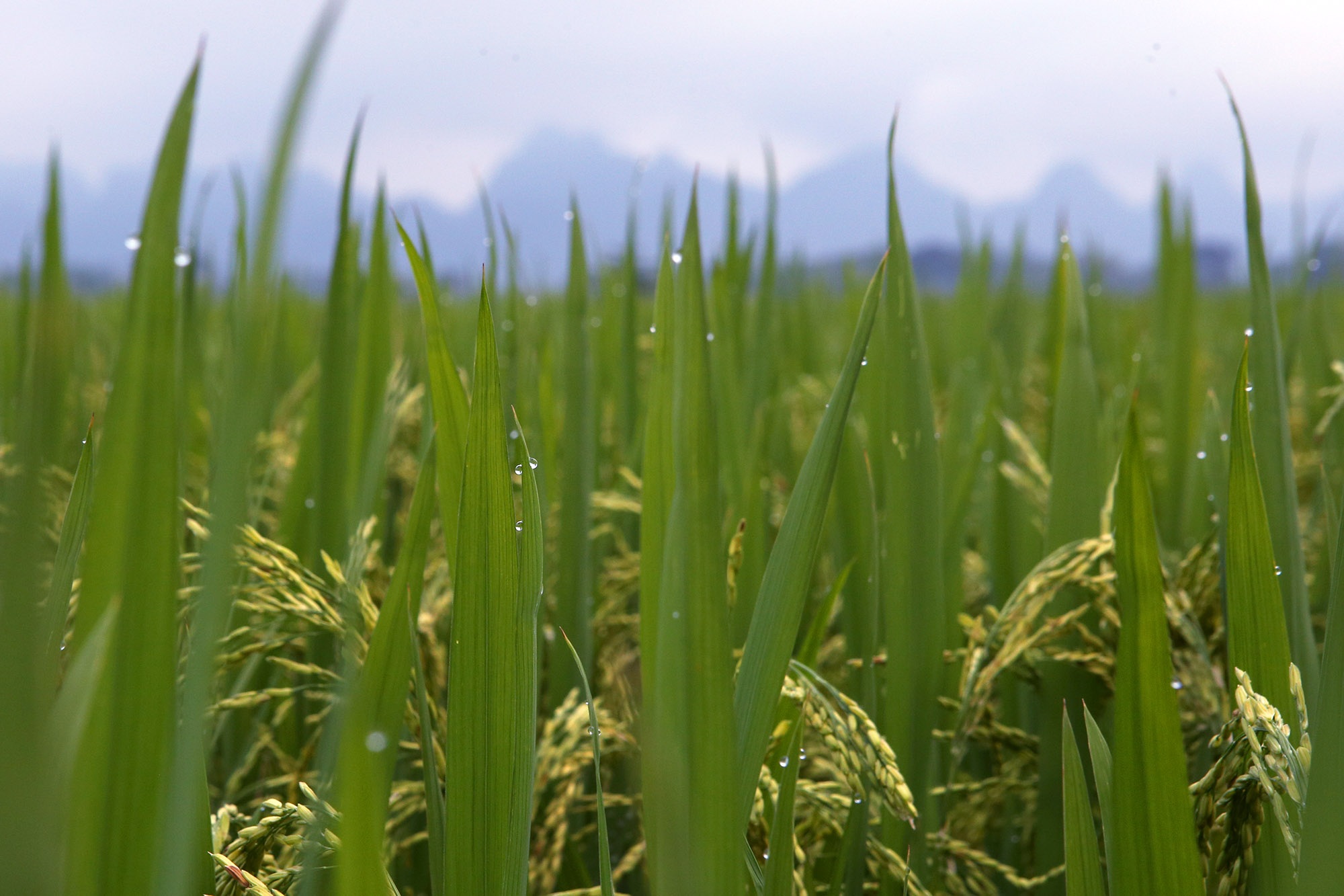 Đẹp nao lòng cảnh chiều muộn ở vùng thôn quê thanh bình giữa Hà Nội - 4