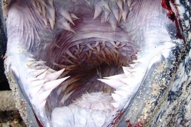 Cận cảnh loài rùa có hàm răng đáng sợ nhất thế giới