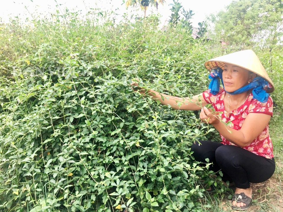 Quảng Bình: Trồng cây dại đầy gai, không ngờ thu lãi đậm - 3 Quảng Bình: Trồng cây dại đầy gai, không ngờ thu lãi đậm - 3