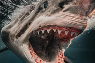 Thợ lặn bị cá mập trắng cắn đứt đôi người trước sự chứng kiến của ngư dân