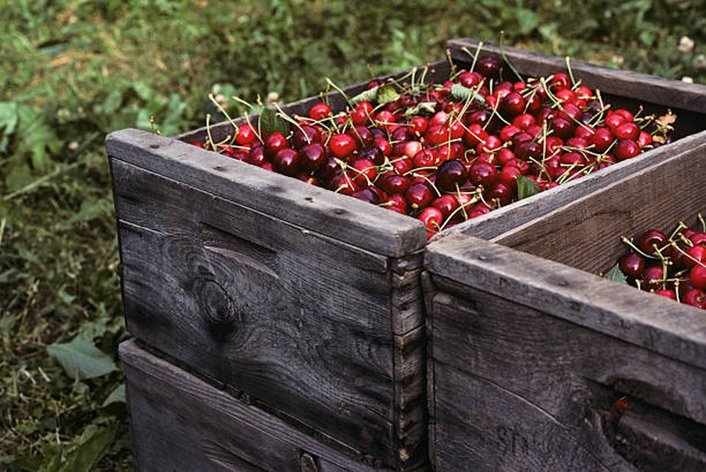 Mê mẩn những vườn cherry vừa đẹp, vừa ngon - 6 Mê mẩn những vườn cherry vừa đẹp, vừa ngon - 6