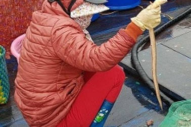 Sắp đến Tết, ngư dân miền biển vẫn ra khơi "săn" hải sản cuối năm