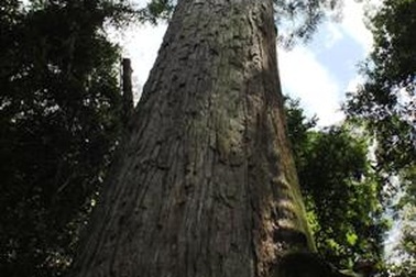 Hai cây pơ mu, sa mu nghìn năm tuổi đón bằng di sản Việt Nam