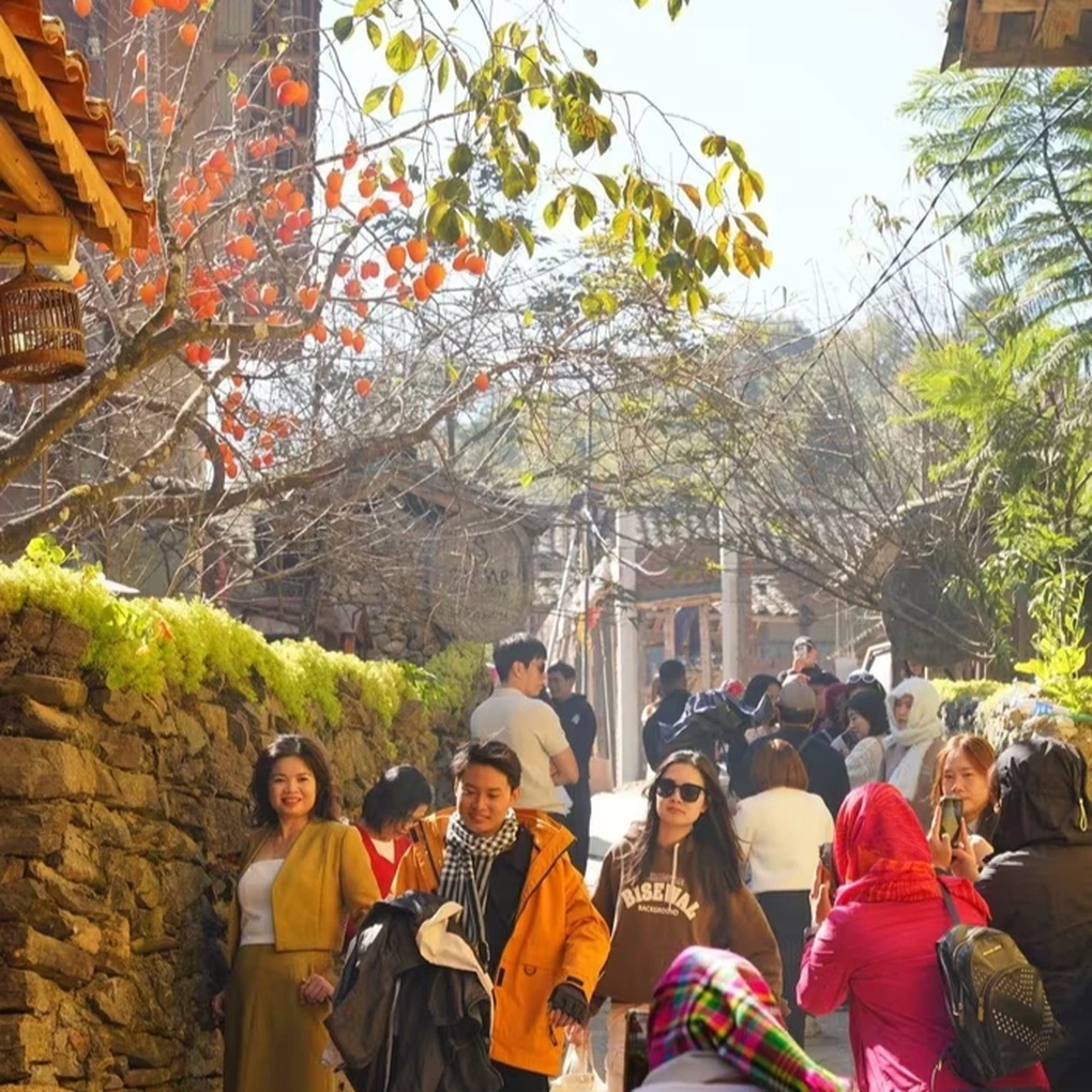 Cây hồng vô danh ở Hà Giang nổi như cồn, các nàng thơ đứng kín chờ chụp ảnh - 3 Cây hồng vô danh ở Hà Giang nổi như cồn, các nàng thơ đứng kín chờ chụp ảnh - 3