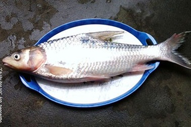 Về miền Tây ăn cá “cậu ông trời”