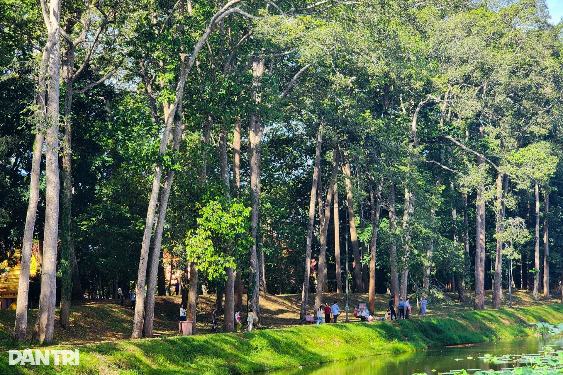 Ngắm Ao Bà Om với hàng trăm cây cổ thụ có bộ rễ hình thù độc lạ - 2
