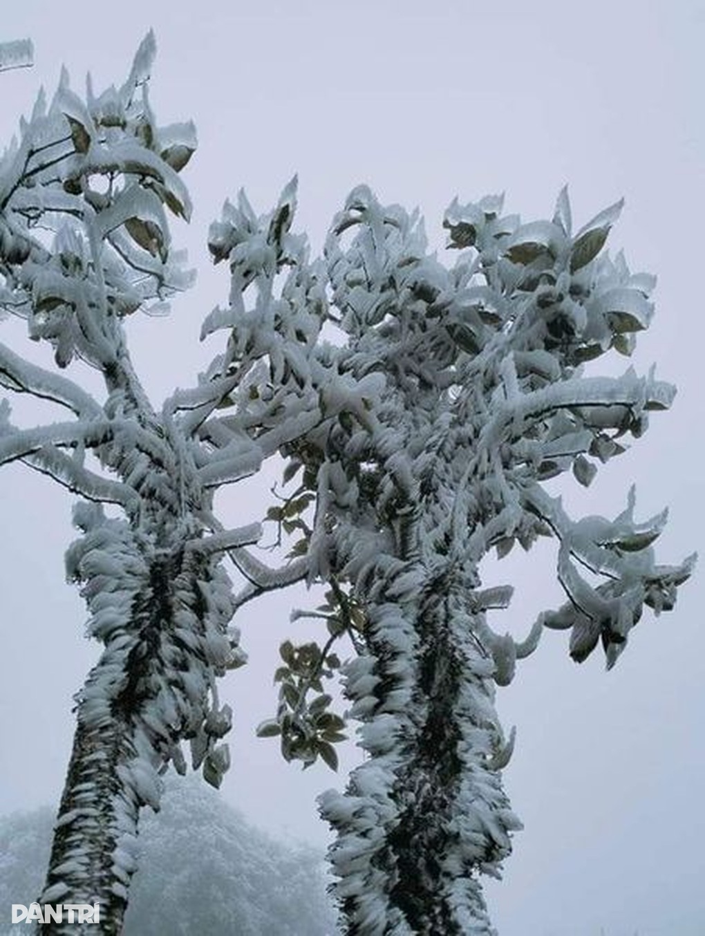 Băng tuyết phủ trắng đèo Ô Quý Hồ, dự báo sáng mai tràn xuống Sa Pa - 2