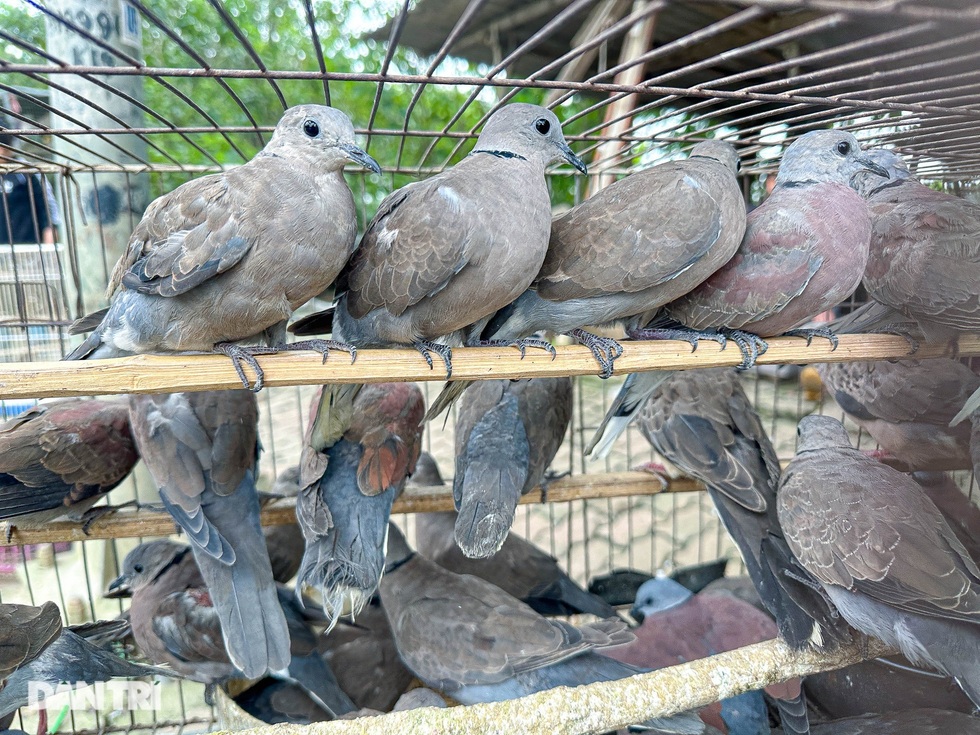 Nguy cơ bùng nổ H5N1 từ những người Việt sành ăn, sành chơi - 3 Nguy cơ bùng nổ H5N1 từ những người Việt sành ăn, sành chơi - 3