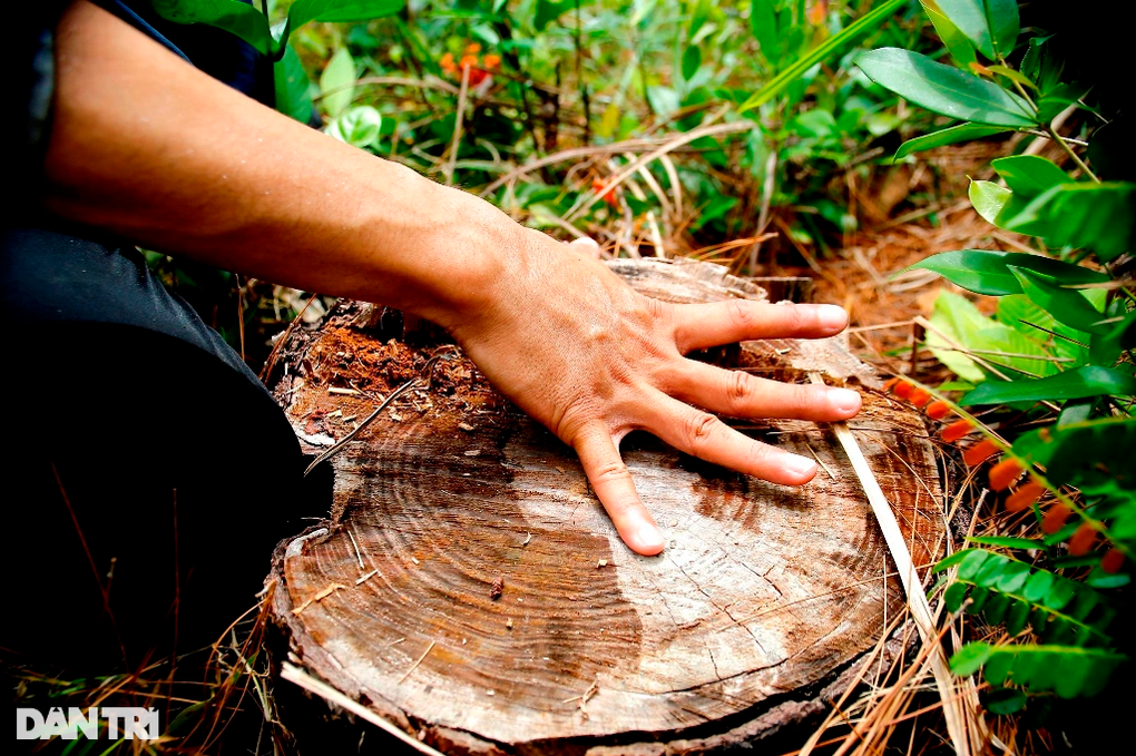 Gần 200 cây thông tươi tốt bỗng dưng chết khô, nghi bị kẻ xấu đầu độc - 4