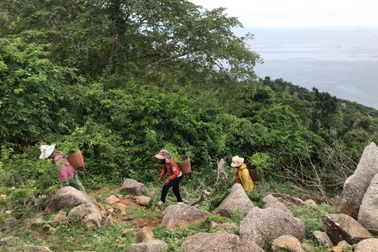 Đại sứ quán New Zealand tài trợ dự án trồng rừng tại Ninh Thuận